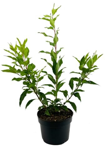 6 Stück Forsythia intermedia 'Spectabilis' von INTRAGARTEN | Goldglöckchen winterharte Blühpflanze im 2 Liter Topf | Frühjahrsblüher mit leuchtend gelben Blüten | Perfekt für Garten & Hecke