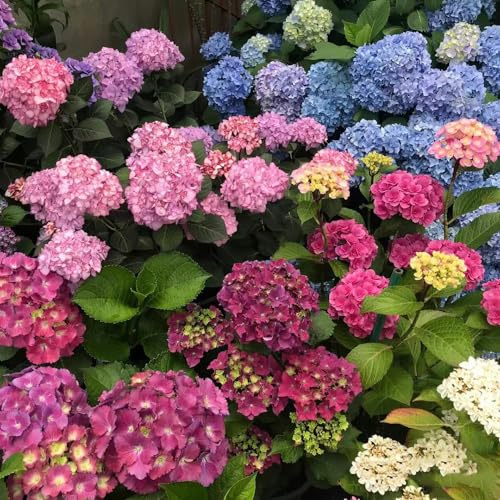semillas de hortensias resistentes - jardin balcon raras regalos 25pcs