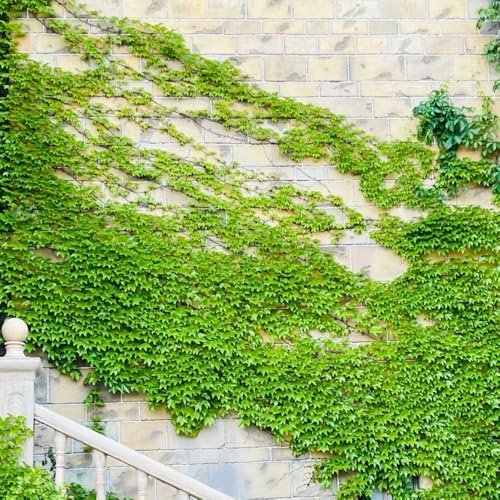 Semi di vite selvatica, vecchie varietà biologici Parthenocissus tricuspidata, decorazione da giardino per esterni rampicanti resistenti rampicanti perenni 200pcs
