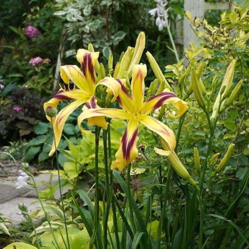 Taglilien, blumendeko Hemerocallis fulva, Taglilie, gartenpflanzen winterhart blumensamen wildblumensamen 250Samen