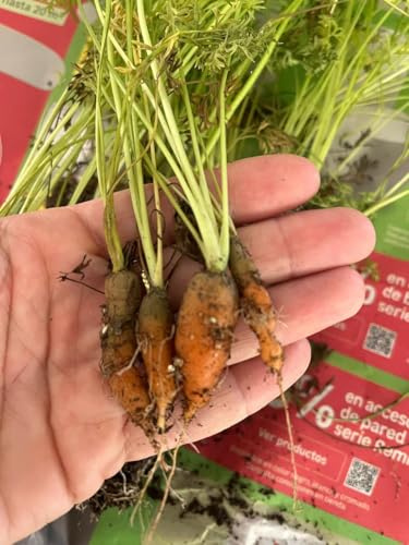 Genérico Plantas para Huerto de Invierno, Plantines de Cultivo para Temporada Fría 20 Unidades