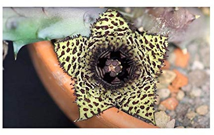 Stk - 3x Huernia hystrix Sukkulenten Zimmer Garten Pflanzen - Samen B1632 - Seeds & Plants Shop by Ipsa
