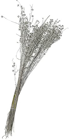 Trockenblumen Silber Flachs Linum getrocknet Lein mit Stiel Bund Weihnachten