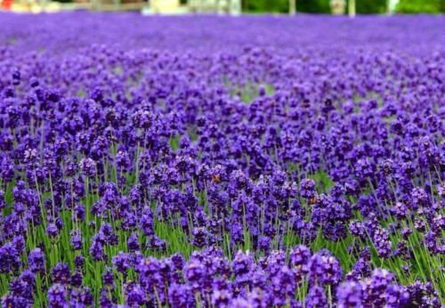Francais Lavanda Lavandula angustifolia 250 semi Elegante o B41