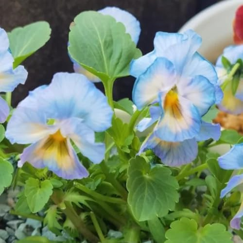 semi di viola del pensiero - decorazione da giardino resistenti balcone 300pcs