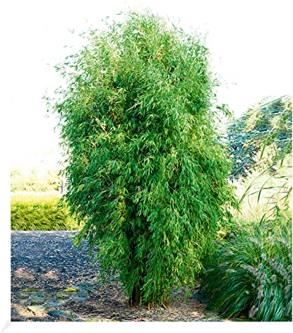 BALDUR Garten Säulenförmiger Bambus Obelisk, 1 Pflanze, winterhart, mehrjährig, immergrün, pflegeleicht, Fargesia Obelisk, Bambussorte, Zierstrauch-Rarität