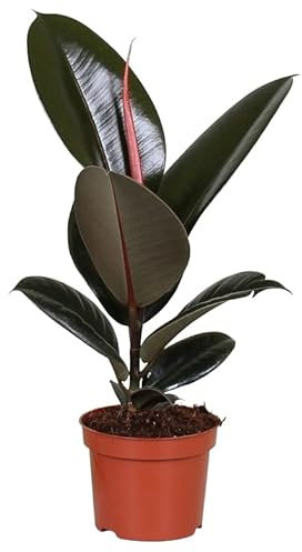 Ficus elastica 'Abidjan' - Árbol de goma verde oscuro para limpiar el aire, fácil de limpiar, planta de interior en maceta de 12 cm, altura total 45 cm