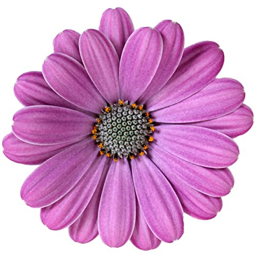 Dimorfoteca Flor Lila | Planta Natural | Maceta 15cm | Margarita de Exterior