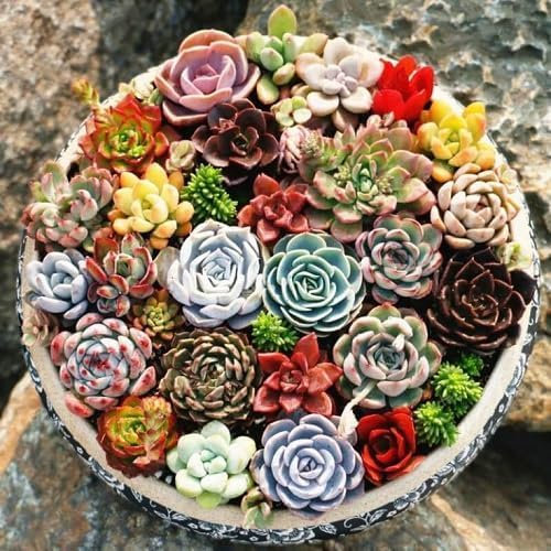65pieces Mixed Succulents Plant Seeds