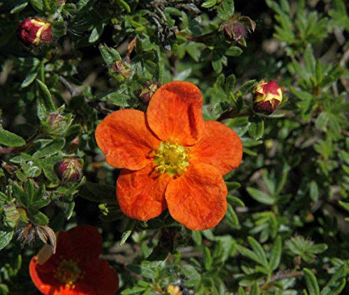 Fingerstrauch Potentilla fruticosa Rot 10er-Set winterhart Bodendecker | 10 Pflanzen, lange Blütezeit, bienenfreundlich, ideal für Beet und Bodendecker, robust und anspruchslos
