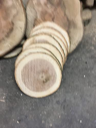 Baumscheibe, Holzscheibe,Baumscheibe, ca. 40x3 cm, Roteiche Eiche