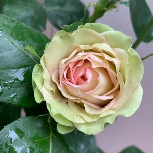 semillas de rosal, rosal trepador de sombra, resistentes, resistentes al aire libre aromáticas, para balcón, 220pcs