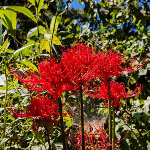 lirio araña, lirio de sangre - Cultivar de jardín en un balcón Lycoris radiata resistentes en Decoraciones jardín exteriores resistentes y balcón 6bulbos