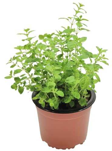 Orégano - Colección Plantas Aromáticas - Origanum Vulgare - Planta en Maceta