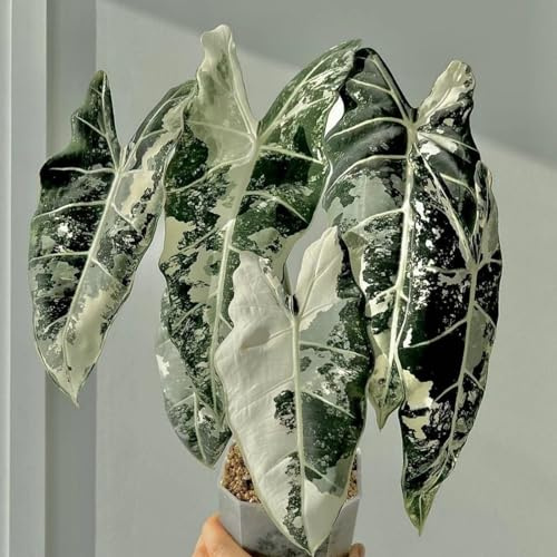 [HGJKYTFCDG] - Oreja de elefante Tubérculos Resistentes - Colocasia esculenta Rizoma para Jardín, Ideal para plantar-15tubérculos-I
