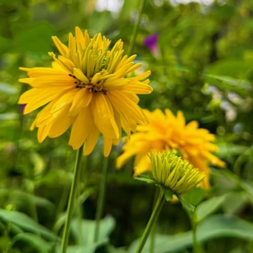Sonnenhut kräutersamen kräuterpflanzen balkonpflanzen frühling schmetterlingsflieder mehrjährige stauden winterhart herbstblumen winterhart wildblumen balkonblumen blumensaat 600samen