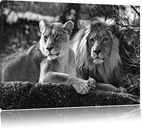 Pixxprint interessiertes Löwenpaar Kunst B&W, Größe: 120x80cm, Leinwandbild, fertig gespannt, Wandbild, Dekoration, Kunstdruck, kein Poster
