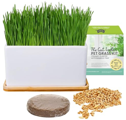 The Cat Ladies Hierba Gatera para Gatos - Kit Hierba para Gatos con Semillas Hierba Gatera para Interiores con 1x Disco de Tierra y 1x Maceta con Bandeja Bambú - Set Hierba Gatos