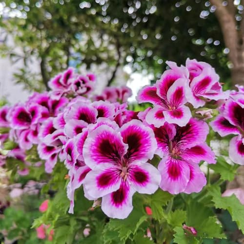 Geranien, steingartenpflanzen blumengarten indoor gewächshaus balkon balkongewächshäuser gartenblumen mehrjährig bio outdoor pflanzensamen blumensamen hochbeete für garten bodendecker 200samen