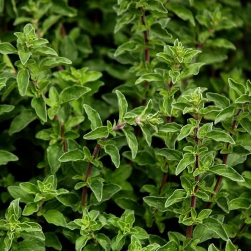 semillas de mejorana cobertura del suelo silvestres, resistentes. orgánicas decoración de jardín, 150pcs