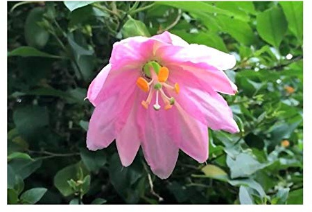 Stk - 10x Passiflora mollissima Passionsblume Strauch Pflanzen - Samen B51 - Seeds & Plants Shop by Ipsa