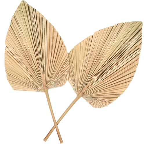 ASAKKURA Estilo y Encantador de de Palma Secas 2 Abanicos en Forma de Material de de Palma Secas para Natural de Bodas y Salas de