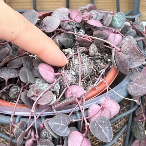 semillas de candelabro - Ceropegia woodii, extraño interior 180pcs