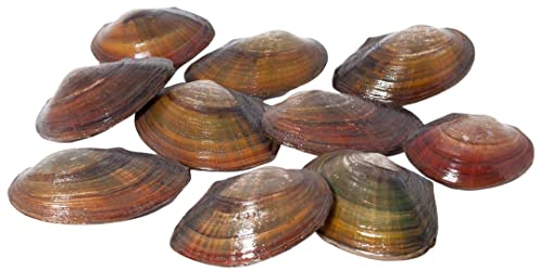 Teichmuschel für den Gartenteich + 1 x NH ToxEx Ball - schwebe Algen vernichter/Algenkiller/Biofilter für Teich, Menge:10 STK.