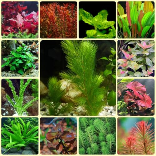 Semi di acquario di acquatiche - decorazione dell'acquario antiche varietà d'acquario - da stagno semi per acquatiche resistenti 400pcs