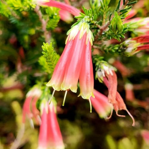 semillas de brezo Regalos para los amantes de la jardinería interior arbustos en flor, resistentes invernaderos balcón decoración sala estar balcón para 400pcs