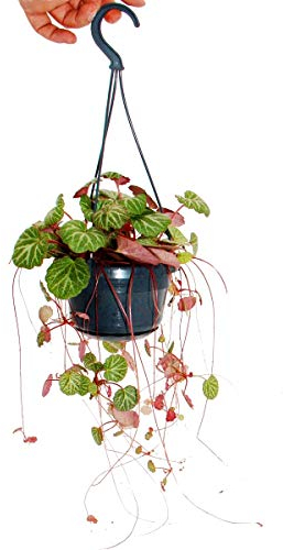 Exotenherz - Hängender Steinbrech, Judenbart, Saxifraga stolonifera 14cm Hängeampel