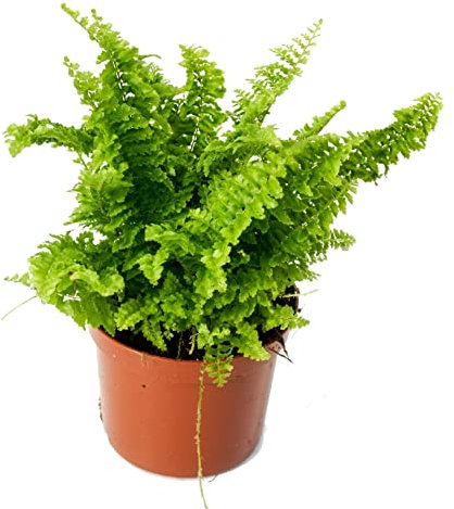 Helecho Verde de Interior Planta Natural muy Resistente