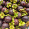 Comprar semillas de fruta de mangostán, fruto columnar comprar planta mangostán, jardín plantas plantas balcón fruta fresca invernaderos balcón semillas raras exóticas árbol frutal 15pcs
