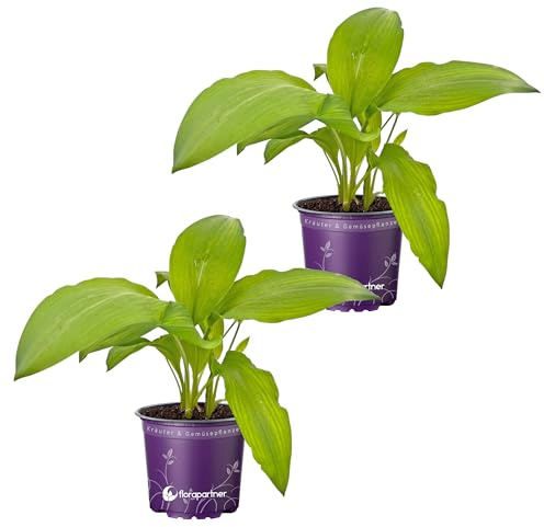 Bärlauch Pflanzen im 12cm Topf 2er-Set - Allium ursinum - Winterhart & Mehrjährig - Echter Wilder Knoblauch für Garten & Balkon - Kräftige Jungpflanzen