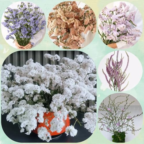 Semi di lavanda di mare - per giardino di aromatiche Limonium sinense, semi di per luoghi soleggiati semi di selvatiche 350pcs
