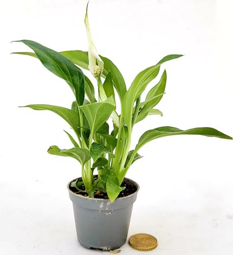 POWERS TO FLOWERS - SPATIFILLO MINI IDEALE PER TERRARIUM, VASO 5,5cm, Piante vere