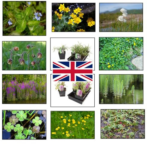 Lincolnshire Pond Plants Ltd - Native Marginal 8 Pack Potted