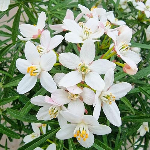 Choisya Scented Gem | Mexican Orange Blossom | Evergreen Plants Outdoor Garden Ready | Outdoor Plants All Year Round | Hardy Evergreen Shrubs for Garden All Year Round (9cm Pot, 15-25cm)