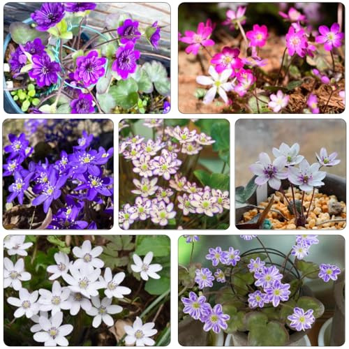 leberblümchen herbstblumen winterhart schnittblumen blumengarten kräutersamen exotische zimmerpflanzen blumenwiesensaat dachbegrünung balkon deko büropflanzen blumensaat 700samen