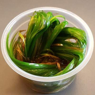 Blyxa japonica 1-2-Grow! In-Vitro 1 cup - Live aquarium plant