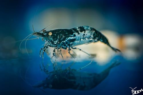Topbilliger Tiere Blue Carbon Rili Garnele - Neocaridina davidi 5X