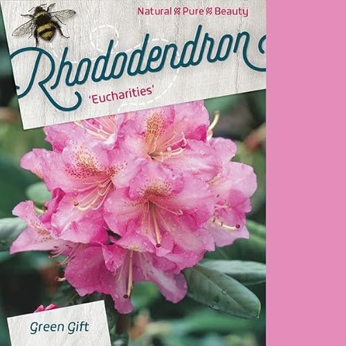 Rododendro 'Eucarite' - rododendro 'Eucarite' - 40-50_C