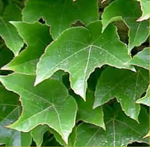 40pz Pianta Ampelopsis Tricuspidata