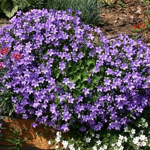 Campanula muralis syn. C. portenschlagiana Garden Plant Hardy Perennial Flowering Garden Plants Easy to Grow Your Own by Park Farm Plants (3 x 9cm pots)