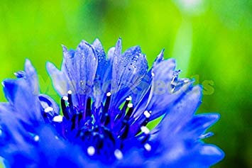 Graines de bleuet rares Centaurea Star Thistle Basketflower Graines Bonsaï Maison et Jardin Paquet de 100 graines