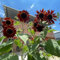 semillas de girasol perennes resistentes - plantas de jardín de rocas en el balcón semillas de girasol plantas de interior semillas Plantas perennes resistentes en camas elevadas de 100pcs