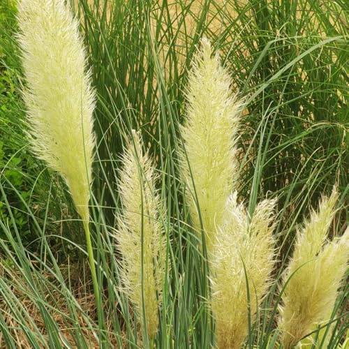 Semillas de Ornamental Ornamentales Resistentes para macetas Ornamentales Resistentes Interior Verdes Interior en Maceta al Aire Libre 85pcs