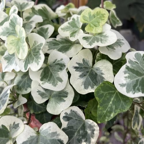 semi di edera a crescita rapida - Ivy Vines - Parete, decorazione balcone di edera, d'appartamento che purificano l'aria resistenti all'esterno 150pcs