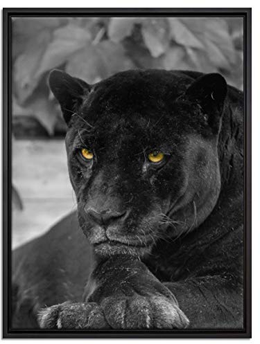 Pixxprint schwarzer Panther Leinwandbild 80x60 cm im Bilderahmen, Wandbild, Schattenfugenrahmen, Kein Poster