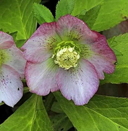 Christrose Lenzrose Pink Lady - Helleborus orientalis - lebende Gartenpflanze aus den Baumschulen
